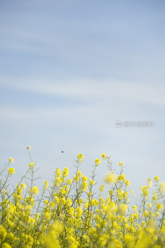 油菜(Brassica napus)